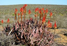 Image result for Asphodelaceae