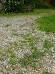 Desherbant Naturel A Base De Vinaigre Trouve Sur Le Blog De Http Www Le Jardin De Jenny Fr Pour 1 Litre De Vi Desherbant Naturel Desherbage Deserbant Naturel