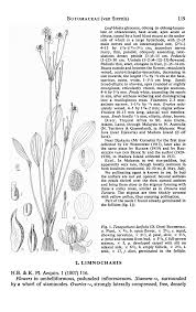 Image result for Butomopsis