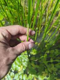 Image result for Eleocharis mutata