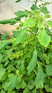 Image result for Acalypha fruticosa