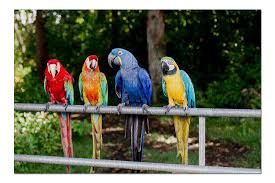 Colorful surfboards, paia, hawaii puzzle in puzzle of the day jigsaw puzzles on thejigsawpuzzles.com. Parrot Tropical Birds In Maui Hawaii 9003309 20x30 Premium 1000 Piece Jigsaw Puzzle Made In Usa Walmart Com Walmart Com