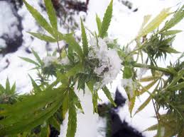 One plant only needs the bare minimum, so whether it's seeds, soil, nutrients, lighting, or even water, you just don't need as much. How To Grow Cannabis In Winter Sensi Seeds