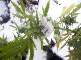 There are two preferred light cycles commonly used in an indoor growing area: How To Grow Cannabis In Winter Sensi Seeds