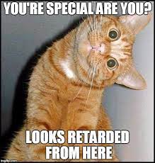 Stupid Cat - Imgflip