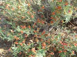 Image result for Indigofera heterotricha