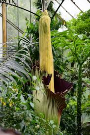 We did not find results for: Rare Bloom Of Stinky Titan Arum Plant Cgtn