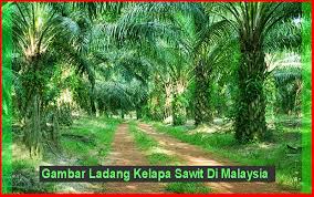 Tanaman kelapa sawit memerlukan pupuk dalam jumlah yang tinggi, mengingat bahwa 1 ton tbs yang dihasilkan setara dengan 6,3 kg urea, 2,1 kg tsp, 7,3. Gambar Lukisan Pokok Kelapa Cikimm Com