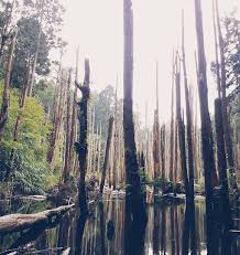 背包旅行第一站 忘憂 森林這裡又稱 迷霧森林 因921大地震後 土石崩坍成河道阻塞 而形成一片沼澤地使原本茂密的柳杉林木因長期泡水壞死 而形成奇特的景色 而921的17年後 我來到了這裡 用照片紀錄下它的美 希望你們 abstract artwork instagram posts