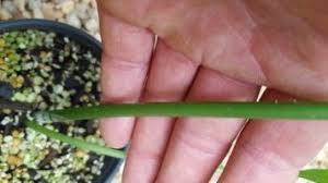 Image result for Amorphophallus lewallei