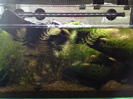 たわいもない暇人のブログ 今日も１週間に一度の水槽掃除をおこないました カボンバ除去
