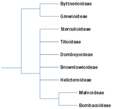 Image result for Malvaceae subfamily Grewioideae