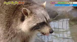 He eventually returns to the castle to free his people from their oppressive ruler, but departs soon afterward, seeking to live his life in. The Popular Raccoon Cotton Candy Video That Got Everyone Laughing And Feeling For This Little Guy