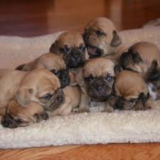 Johnstown pennsylvania pets and animals 35,000 $ Adopt Puggle Puppies Buy Sell Puppies Online In India