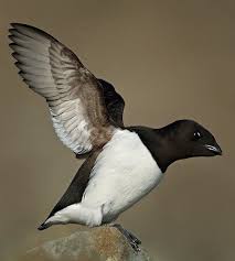 Sea Birds Of Cape Cod The Dovekie Small Black And White Seabird Of The North Atlantic Sea Birds Beautiful Birds Beautiful Creatures
