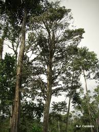Image result for Manilkara obovata