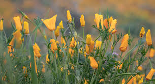 Blankets of orange poppies cover the hills in walker canyon, causing traffic on interstate 15 to back up almost 20 miles at. As Stunning Super Blooms Spring Up Tourists Often Get Carried Away Earth Com