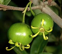 Image result for Vangueria ferruginea