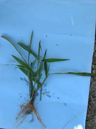 Image result for Isachne kiyalaensis