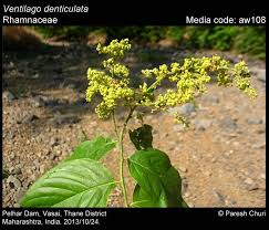 Image result for Ventilago
