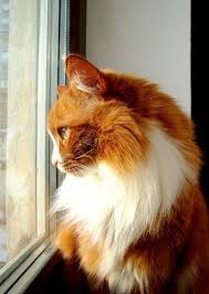 Who Loves Ginger Cats Added A New Photo Who Loves Ginger Cats Cats Pretty Cats Beautiful Cats