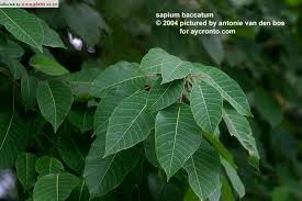Image result for Sapium