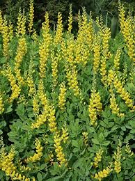 Image result for Baphia speciosa