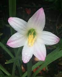 The Beautiful Lily And It S Meaning Lily Red Lily Beautiful