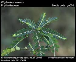 Image result for Phyllanthus amarus