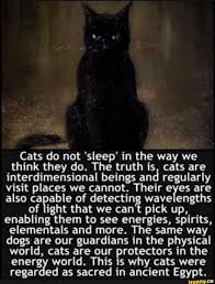Cats Do Not Sleep In The Way We Think They Do The Truth Is Cats Are Interdimensional Beings And Regularly Visit Places We Cannot Their E Es Are Also Ca Nble In 2020