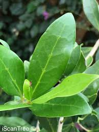 Image result for Chionanthus foveolatus