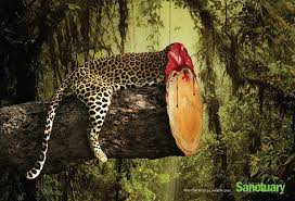 Resultado de imagen de animal invisible alborés