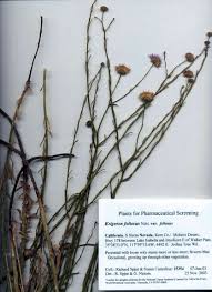 Image result for Erigeron steudelii