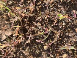 Come see how we're protecting our raised beds. Bermuda Grass Sprouts Turning Purple Please Help