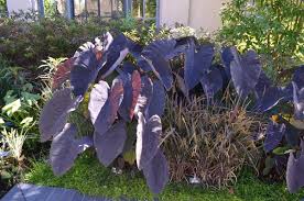 There's nothing blue about this 2008 john cho hybrid. Colocasia Esculenta Black Magic Elephant Ear From Plant Life Farms