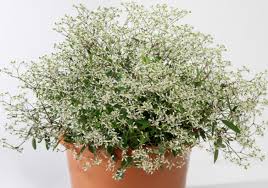 Image result for Euphorbia whyteana