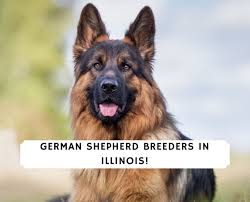 This is the price you can expect to pay for the german shepherd breed without breeding rights. 5 Best German Shepherd Breeders In Illinois 2021 We Love Doodles
