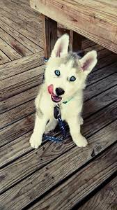 Minimal Professional Resume Template For Word Modern Resume Etsy Baby Animals Cute Animals Cute Dogs