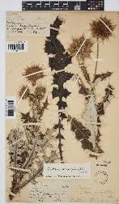 Image result for Berkheya bipinnatifida