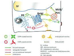 For the gastric h+/k+ atpase (involved in the acidification of the stomach in mammals), see hydrogen potassium atpase. Model Depicting Intracellular Transport In Plant Cells Download Scientific Diagram