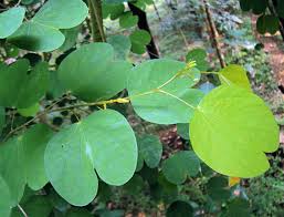 Image result for Bauhinia tomentosa
