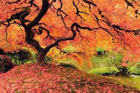 Japanese gardens are beautiful and memorable to the eye and if you create one it will be the envy of your family and friends. Japanese Garden