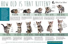 Kittens Kittens Kitten Season Is Here Kitten Season Alley Cat Allies Feeding Kittens