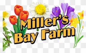 A boy, trying to draw the attention of a girl, pulls a mean april fool's joke on her and makes her cry. Free Png April Showers Bring May Flowers Clip Art Download Pinclipart