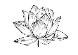 Black And White Water Lily Flower Tattoo Image Result Water Lily Tattoos Black Tattoos Lilies Drawing