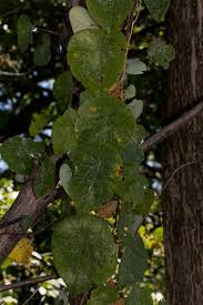 Image result for Stephania abyssinica