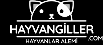 En Guzel At Isimleri Hayvangiller