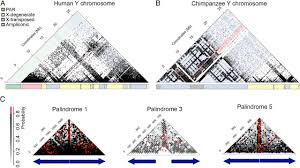 Chromosomal, conditional and gene mutations are some of the examples of different type of genetic mutations. Dynamic Evolution Of Great Ape Y Chromosomes Pnas