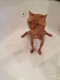 After Shower Funny Cute Cats Funny Cat Pictures Funny Animal Memes