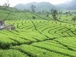 We did not find results for: Wisata Bandung Perkebunan Teh Rancabali Wisata Indonesia